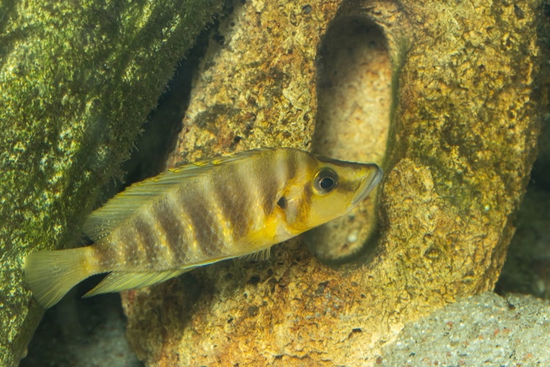 Altolamprologus compressiceps 'Rubumba'
